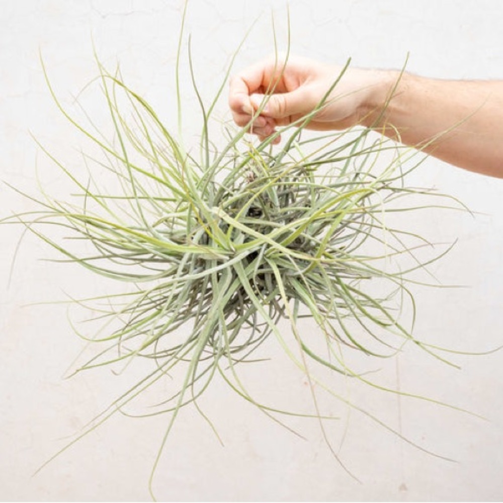 Bundles of 6Florida Foliage: Purifying Air Plants